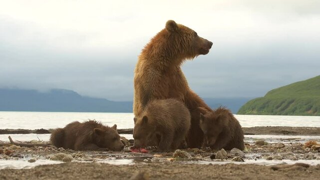 Brown Bear mother and cubs eating fresh Salmon in lake Kuril