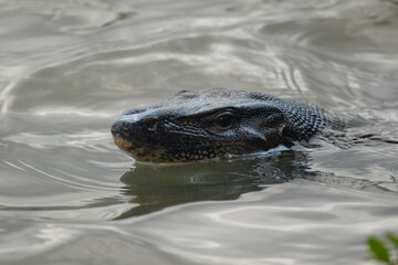 large asian water monitor lizard (Varanus salvator) emerging from water surface, at Jurong Lake Gardens, Singapore. Natural background