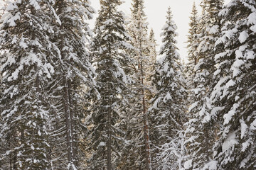 Sunburst Through Snowy Forest Pines