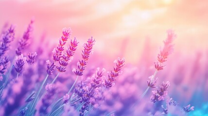 Obraz premium Lavender fields under colorful sunset sky