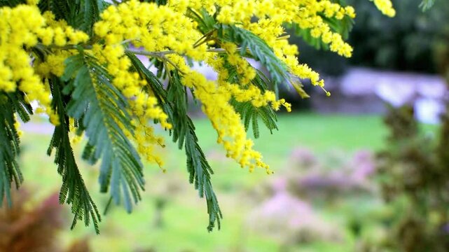 Close-up of branch of vibrant yellow fluffy mimosa flowers basks in the warm rays of spring sunshine in blooming garden, beautiful springtime background, seasonal backdrop, slow motion video