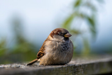 Sparrow resting on wooden fence against soft backdrop

