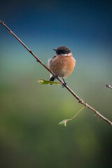 Stonechat perching on twig against soft backdrop

