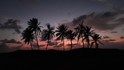silhueta de coqueiros no amanhecer em praia 