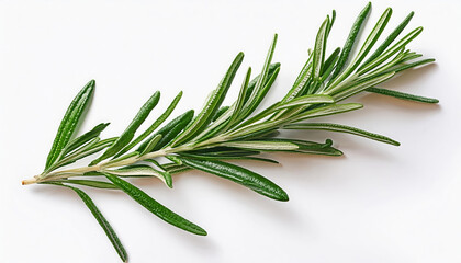 Fototapeta premium green rosemary on white background