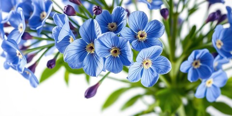 Fototapeta premium Lush Blue Blooms in Sunlight