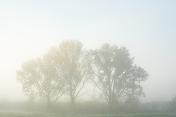 Trees in the fog in the morning