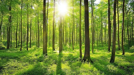 Fototapeta premium Sunlit Green Forest Trees Canopy Lush Undergrowth