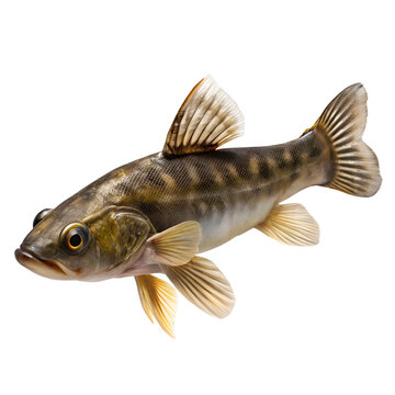 mudfish isolated on transparent background