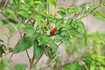 A close-up shot of a red chili pepper growing on the plant, surrounded by green leaves with a soft bokeh background. Perfect for use in food-related content, gardening themes, agriculture, and organic
