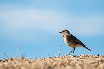 Obraz premium A charming small bird stands gracefully on a golden field under a bright blue sky, exuding peace and natural beauty.