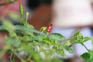 A close-up shot of a red chili pepper growing on the plant, surrounded by green leaves with a soft bokeh background. Perfect for use in food-related content, gardening themes, agriculture, and organic