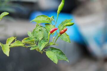 A close-up shot of a red chili pepper growing on the plant, surrounded by green leaves with a soft bokeh background. Perfect for use in food-related content, gardening themes, agriculture, and organic