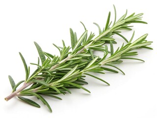Fototapeta premium Rosemary Educational Stock Photos: Aromatic Herb Learning
