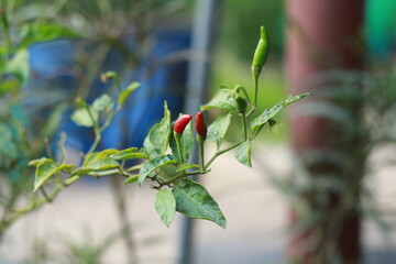 A close-up shot of a red chili pepper growing on the plant, surrounded by green leaves with a soft bokeh background. Perfect for use in food-related content, gardening themes, agriculture, and organic