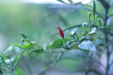 A close-up shot of a red chili pepper growing on the plant, surrounded by green leaves with a soft bokeh background. Perfect for use in food-related content, gardening themes, agriculture, and organic