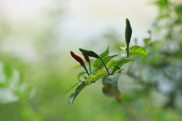 A close-up shot of a red chili pepper growing on the plant, surrounded by green leaves with a soft bokeh background. Perfect for use in food-related content, gardening themes, agriculture, and organic