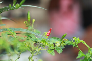 A close-up shot of a red chili pepper growing on the plant, surrounded by green leaves with a soft bokeh background. Perfect for use in food-related content, gardening themes, agriculture, and organic