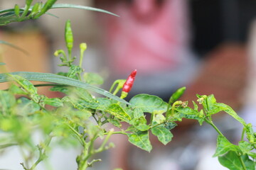 A close-up shot of a red chili pepper growing on the plant, surrounded by green leaves with a soft bokeh background. Perfect for use in food-related content, gardening themes, agriculture, and organic
