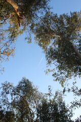 Tall trees reaching into the sky with branches against a bright blue background