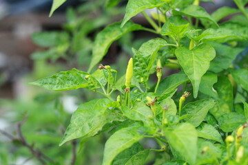 A close-up shot of a red chili pepper growing on the plant, surrounded by green leaves with a soft bokeh background. Perfect for use in food-related content, gardening themes, agriculture, and organic