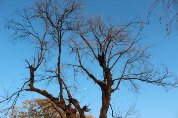 Tall trees reaching into the sky with branches against a bright blue background