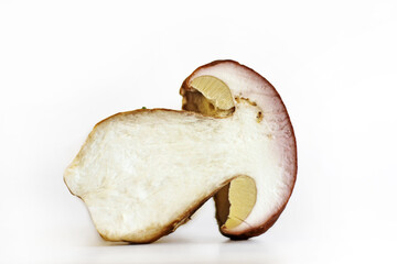 Freshly sliced porcini mushroom. Closeup of Wormy fungus slice with worm traces. Half of boletus mushroom with worm traces. Copy space. Isolated on white background.