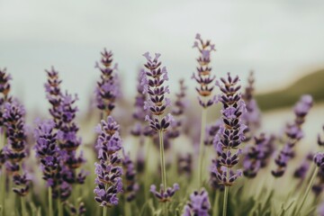 Obraz premium Captivating Field of Lavender Under Dramatic Stormy Skies with Moody Lighting and a Hint of Sunlight Breaking Through Clouds in Stunning Detail