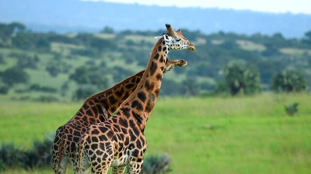 Giraffes in the great plains of Maasai Mara national reserve, Kenya