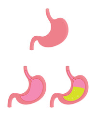 Obraz premium Outside of stomach and inside stock illustration