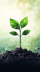 Thriving Seedling in Lush Soil Illuminated by Gentle Sunlight