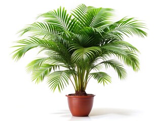 Stunning Decorative Areca Palm Tree in Isolation against White