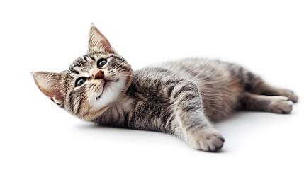 Fototapeta premium portrait of a cat