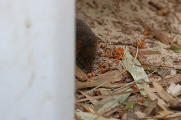 antechinus
