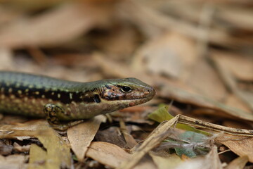 skink