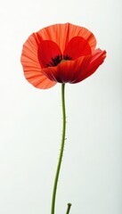 Fototapeta premium Single bright red poppy blossom, pristine white backdrop, floral, background