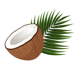 Half of Fresh Coconut Showing White Pulp and Palm Leaf