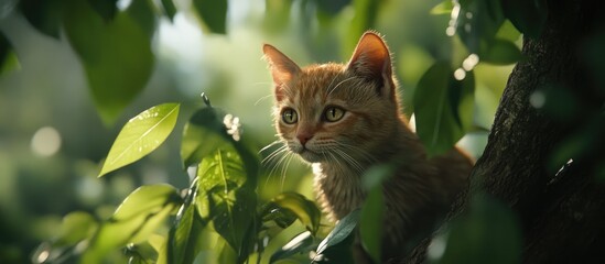 Sad orange cat perched on a green branch among lush leaves in soft sunlight, showcasing fearful expression against a blurred natural backdrop