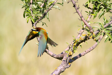 bee eater perched on branch Gruccione, Merops apiaster, Berchidda (Olbia) Sardegna. Italia