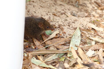 antechinus