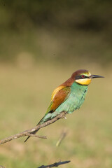 bee eater perched on branch Gruccione, Merops apiaster, Berchidda (Olbia) Sardegna. Italia