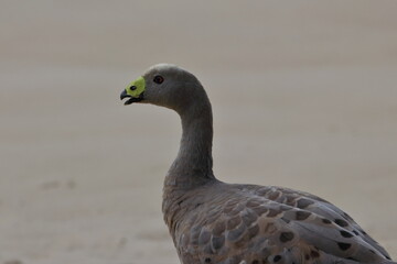 cape barren goose