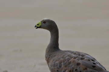 cape barren goose