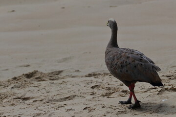cape barren goose