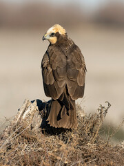 Marsh Harrier