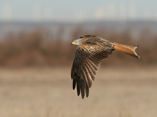 Red Kite flying