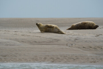 phoque berck plage © francois
