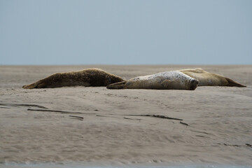 phoque berck plage © francois