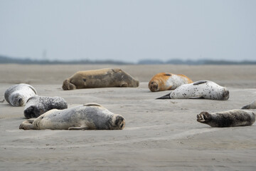 phoque berck plage © francois