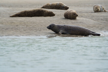phoque berck plage © francois